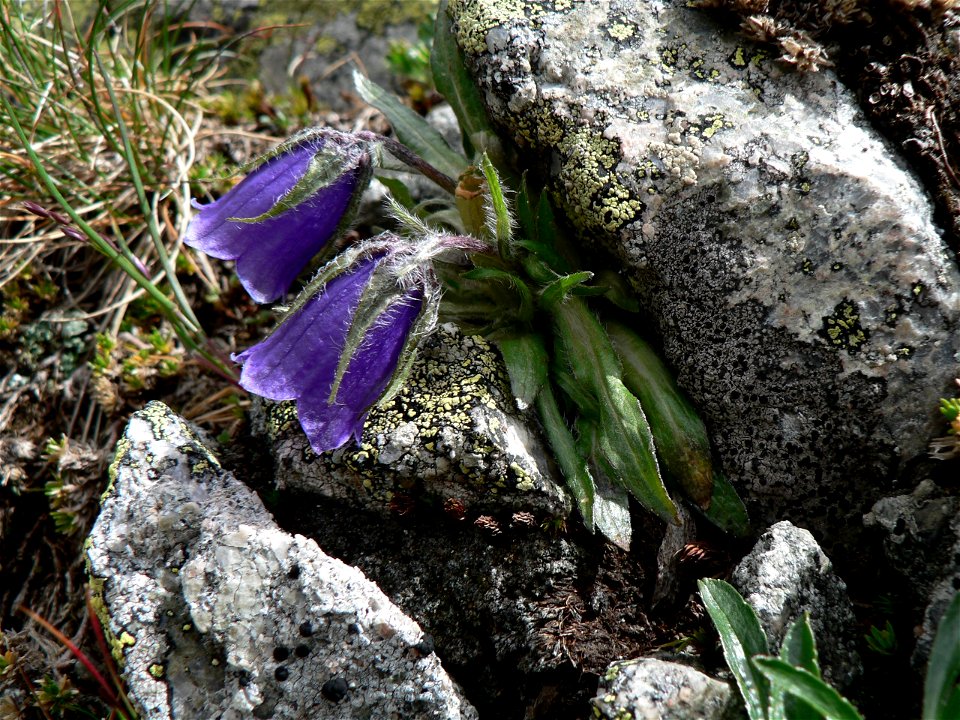 Zvonek alpský, Javorová dolina, Vysoké Tatry