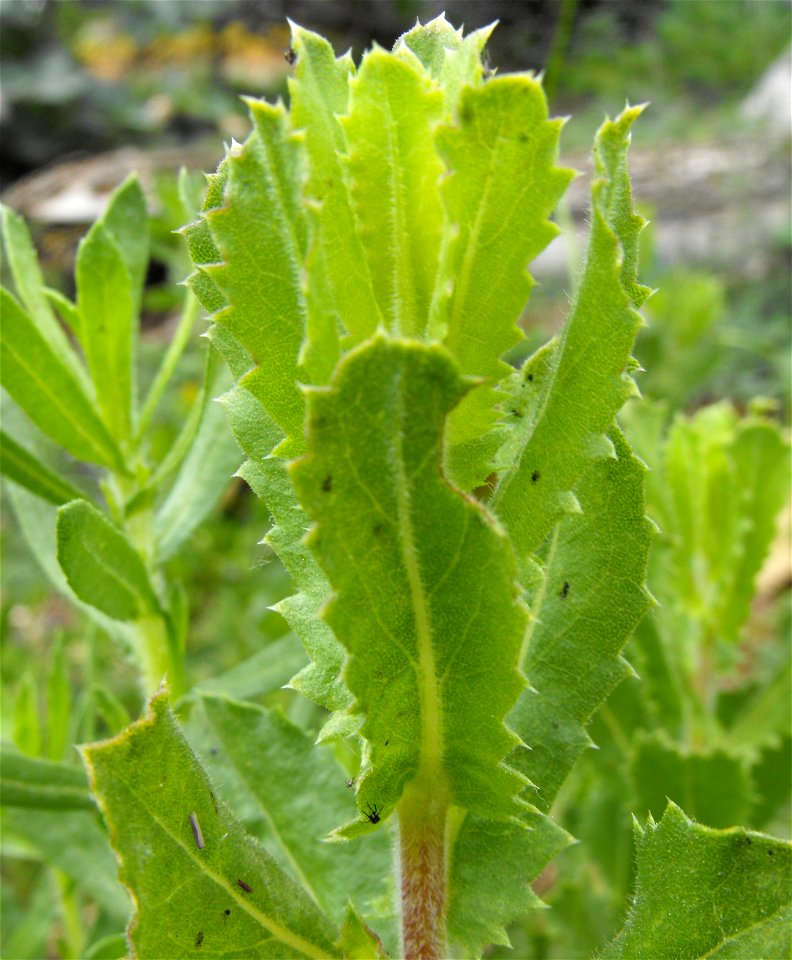 Hazardia squarrosa at the Wild Animal Park, Escondido, California, USA. Identified by sign.