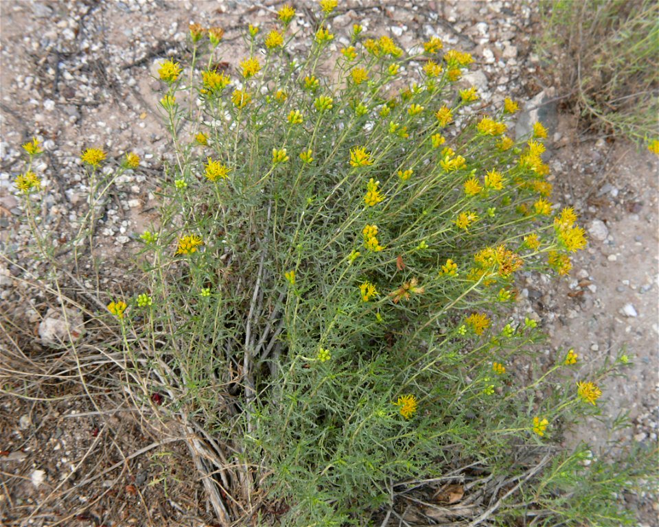 Burroweed (Isocoma tenuisecta), taken in Tucson, AZ 9/17/07