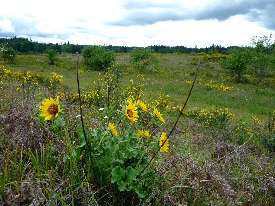 Balsamorhiza deltoidea (deltoid balsamroot) at Rocky Prairie, Thurston County, Washington, United States of America 2019-05-19