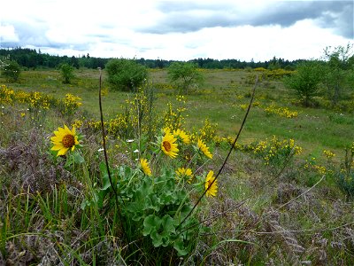 Balsamorhiza deltoidea (deltoid balsamroot) at Rocky Prairie, Thurston County, Washington, United States of America 2019-05-19