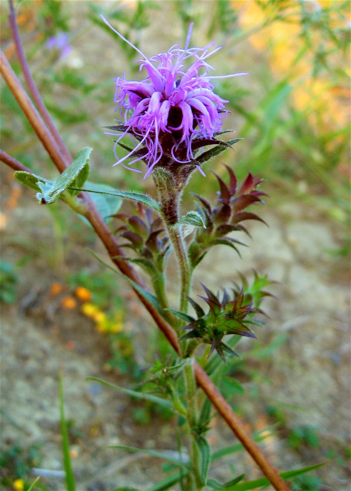 Liatris squarrosa in an excellent prairie remnant near Union City, Madison County, Kentucky.