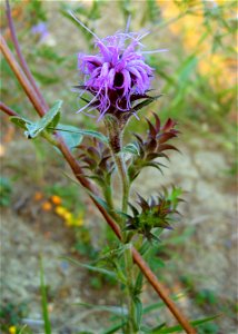 Liatris squarrosa in an excellent prairie remnant near Union City, Madison County, Kentucky.