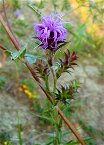 Liatris squarrosa in an excellent prairie remnant near Union City, Madison County, Kentucky. photo