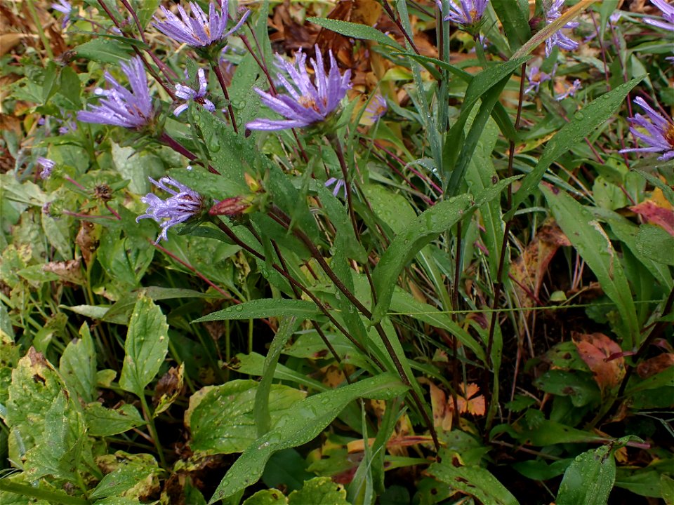 Symphyotrichum foliaceum foliaceum