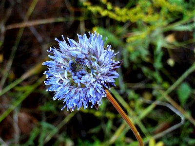 Jasione laevis inflorescence, Dehesa Boyal de Puertollano, Spain photo