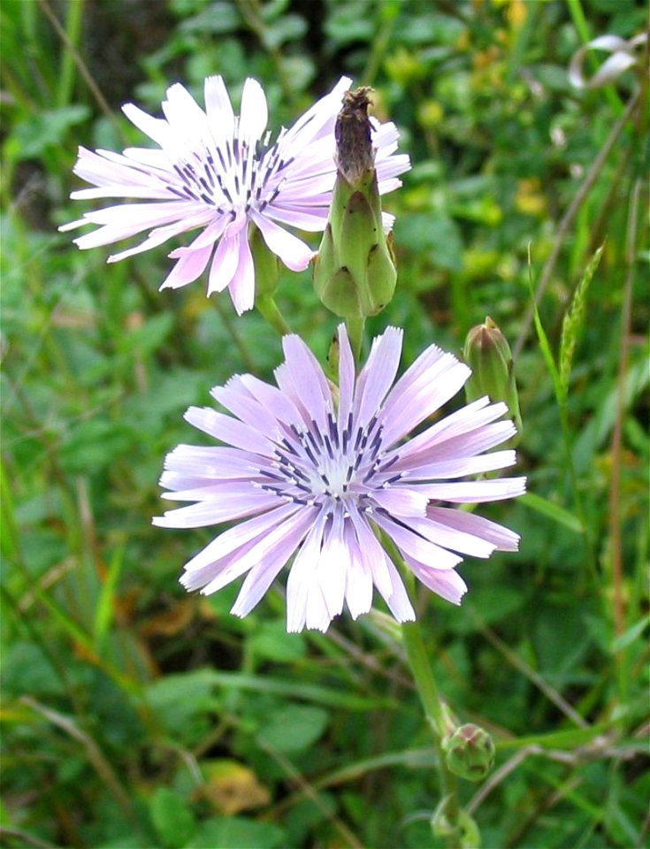 Lactuca tuberosa, Mount Carmel, Israel, May 1, 2004.