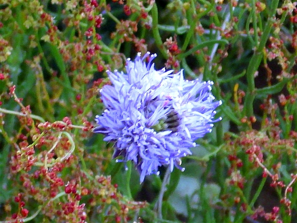 Jasione laevis inflorescence Campo de Calatrava, Spain