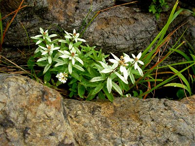 ミネウスユキソウ-[峰薄雪草][Leontopodium japonicum var. shiroumense]