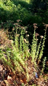 Achillea ligustica from Corsica photo