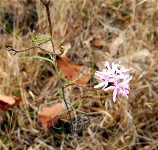 Palafoxia callosa, open calcareous barren and glade slope. In the Ozark Mountains of Missouri.