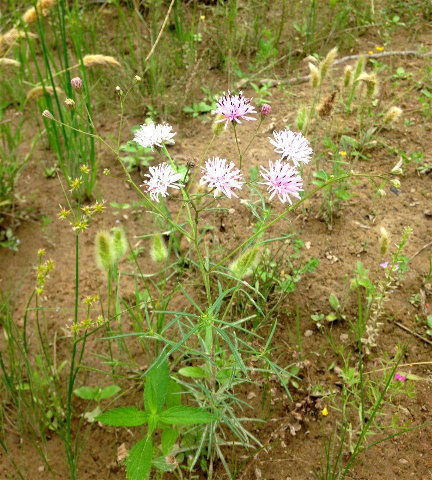 Palafoxia callosa, sandy banks of Llano River near Castell, Mason County, Texas.