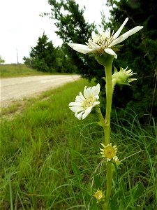 Silphium albiflorum, dry rocky prairie on Bell Branch Road, Ellis County, Texas. photo