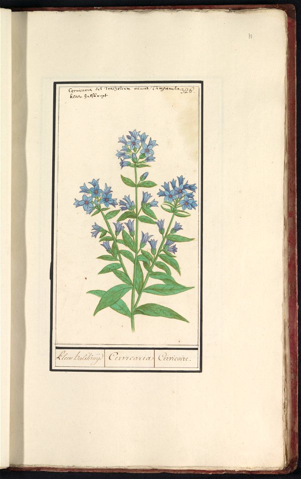 IdentificatieTitel(s): Campanula (Campanula cervicaria)Kleen halskruijd / Cervicaria / Cervicaire. (titel op object)Objecttype: tekening Objectnummer: RP-T-BR-2017-1-11-31Omschrijving: Klokje of campa