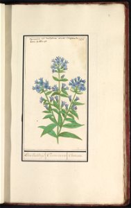 IdentificatieTitel(s): Campanula (Campanula cervicaria)Kleen halskruijd / Cervicaria / Cervicaire. (titel op object)Objecttype: tekening Objectnummer: RP-T-BR-2017-1-11-31Omschrijving: Klokje of campa