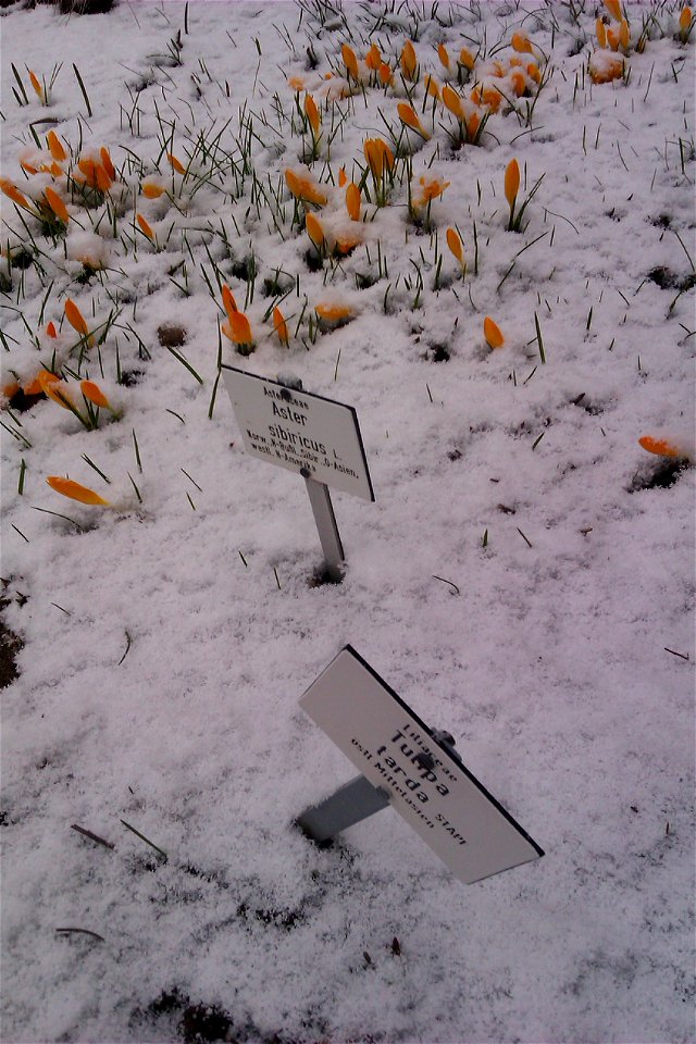 Eurybia sibirica im Schnee im Botanischen Garten Jena