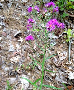 Vernonia texana, dry barrens under powerline on south facing bluffs of Ouachita River. At Carpenter Dam, Garland County, Arkansas.
