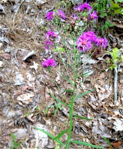 Vernonia texana, dry barrens under powerline on south facing bluffs of Ouachita River. At Carpenter Dam, Garland County, Arkansas. photo