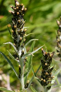 Gnaphalium norvegicum