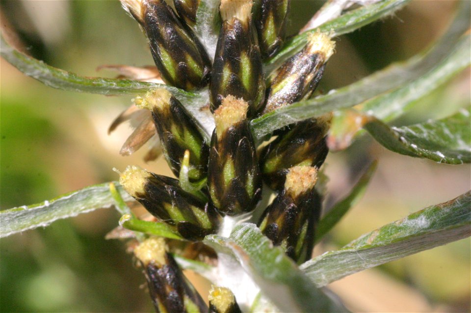 Gnaphalium norvegicum