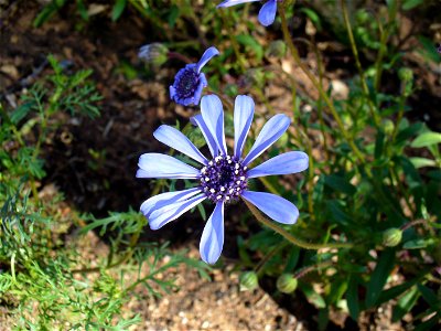 Kirstenbosch Gardens Cape Town