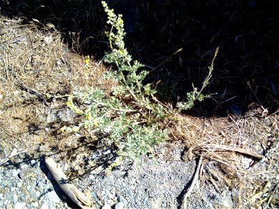 Artemisia chamaemelifolia habit, Sierra Nevada, Spain