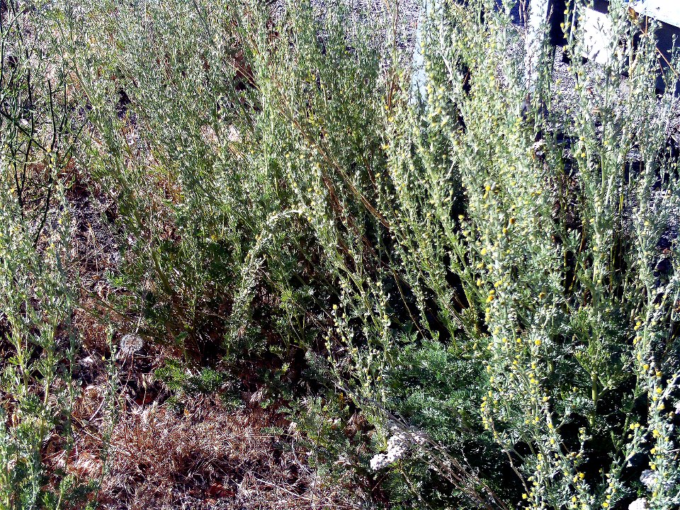 Artemisia chamaemelifolia habit, Sierra Nevada, Spain
