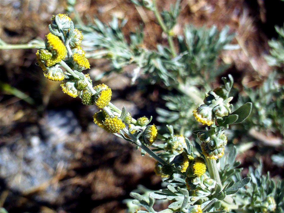 Artemisia chamaemelifolia inflorescences, Sierra Nevada, Spain