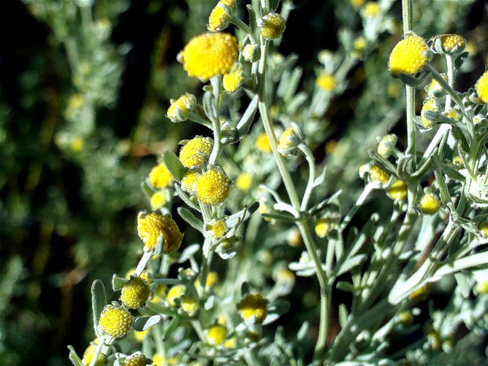 Artemisia chamaemelifolia stem and inflorescences, Sierra Nevada, Spain