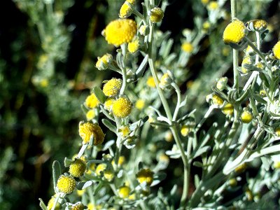 Artemisia chamaemelifolia stem and inflorescences, Sierra Nevada, Spain