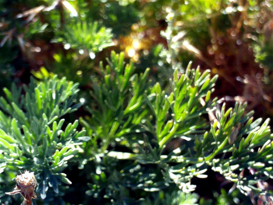 Artemisia chamaemelifolia leaves, Sierra Nevada, Spain