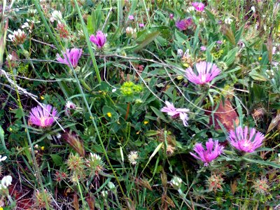 Centaurea pullata Habitus, Cañada de Calatrava, Campo de Calatrava, Spain