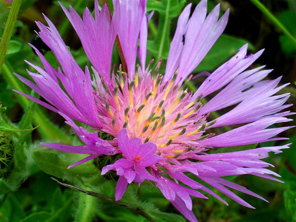 Centaurea pullata inflorescence close up, Cañada de Calatrava, Campo de Calatrava, Spain