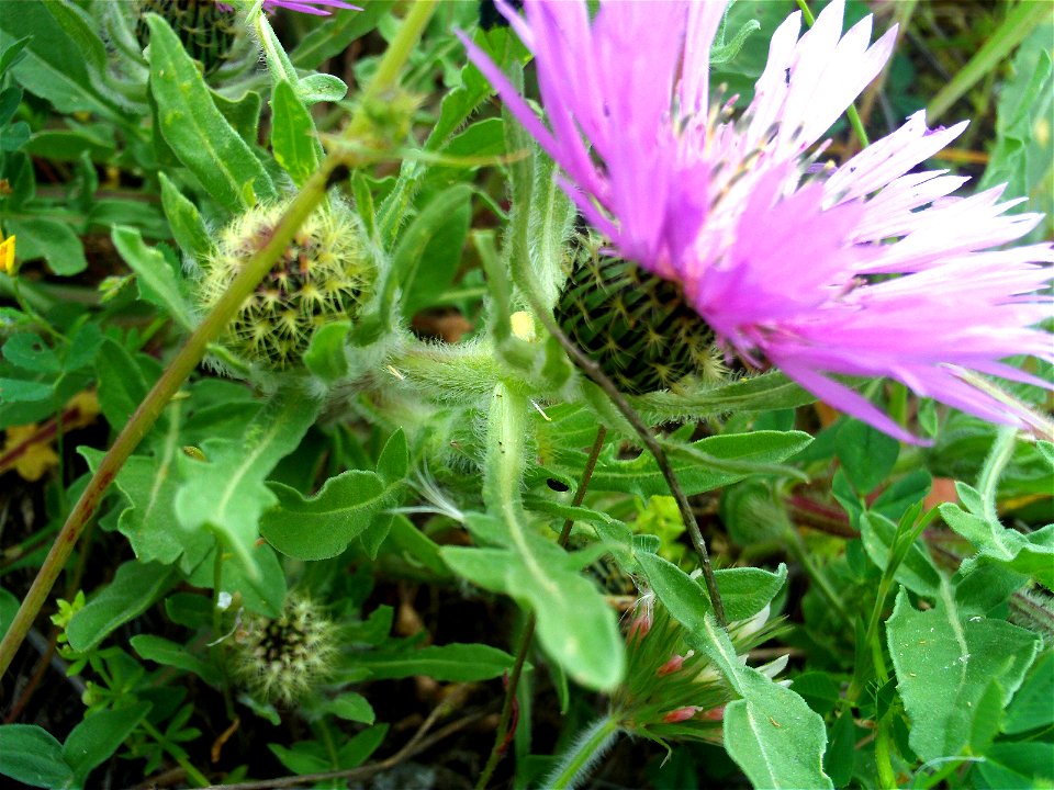 Centaurea pullata plant, Cañada de Calatrava, Campo de Calatrava, Spain