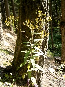 This photo shows Senecio fluviatilis