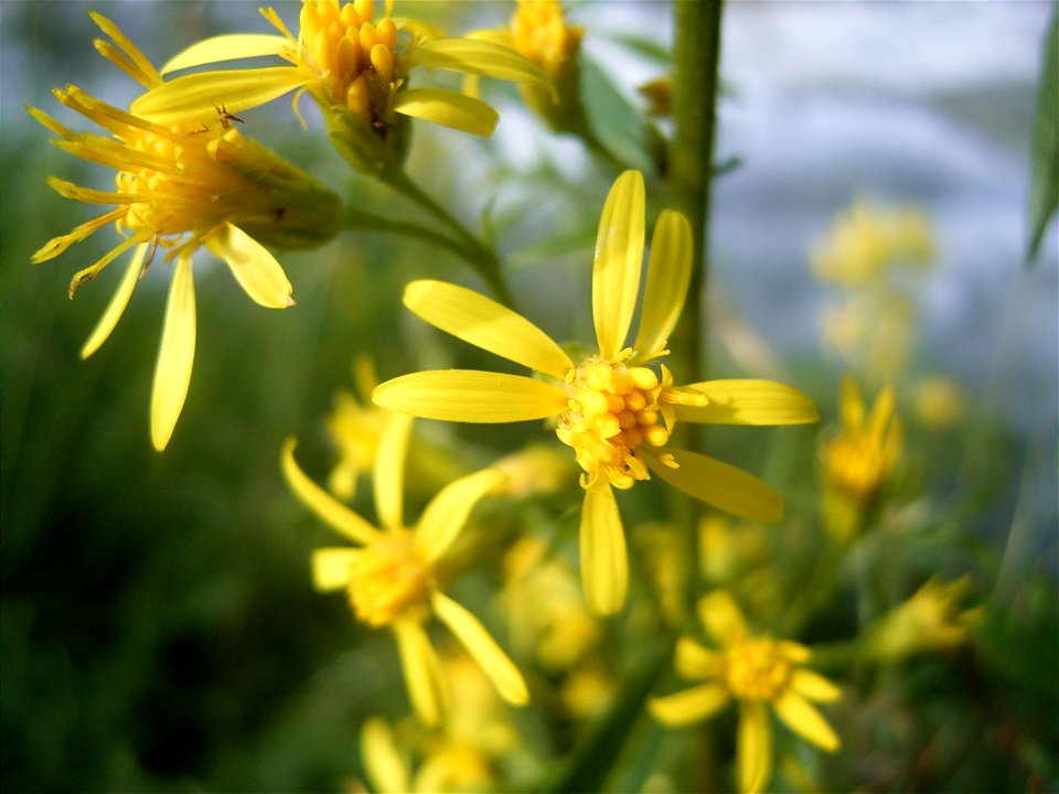 This photo shows Senecio fluviatilis