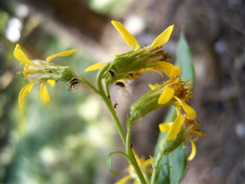 This photo shows Senecio fluviatilis