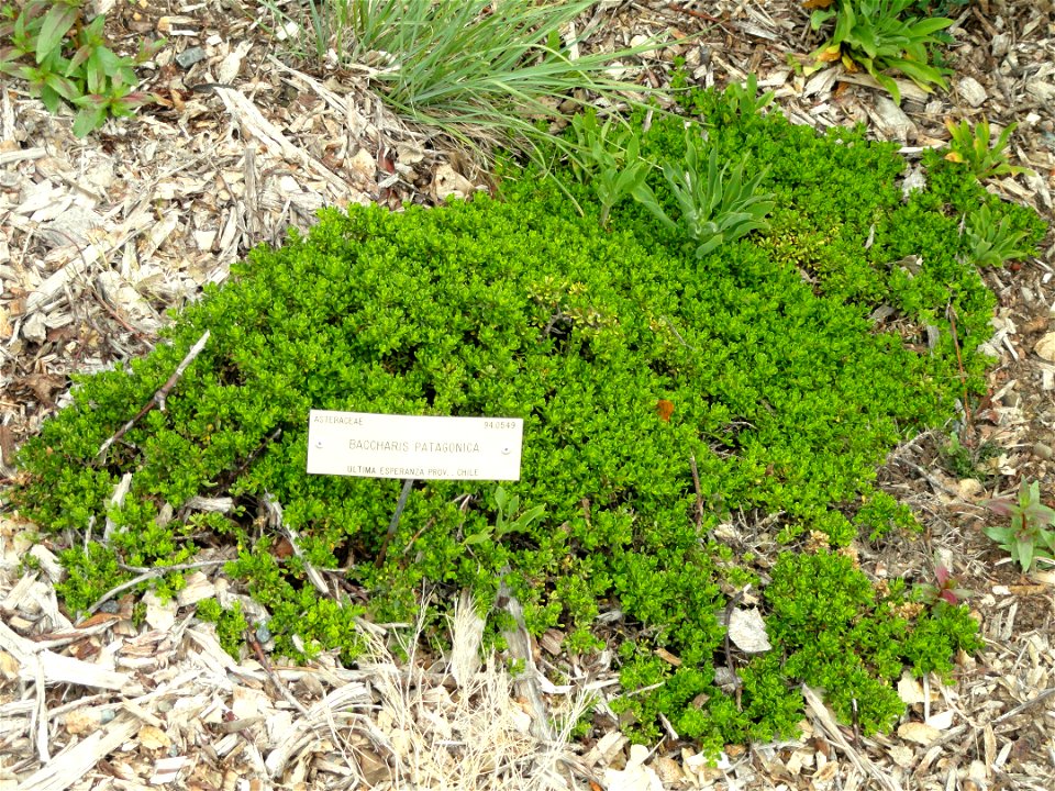 Baccharis patagonica specimen in the University of California Botanical Garden, Berkeley, California, USA.