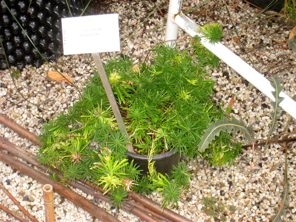 Stylidium adnatum specimen in the National Botanic Garden of Belgium, Meise, just north of Brussels, Belgium.