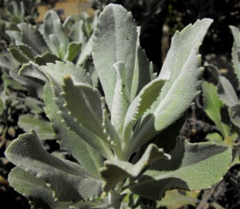 Hazardia detonsa at the Wild Animal Park, Escondido, California, USA. Identified by sign.