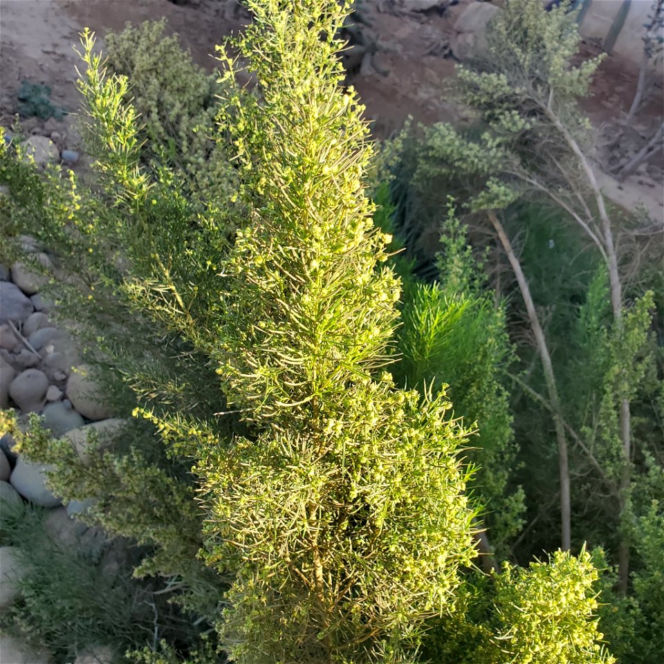 cheeseweed burrobrush (Ambrosia monogyra)