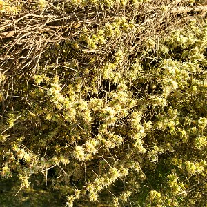 cheeseweed burrobrush (Ambrosia monogyra)