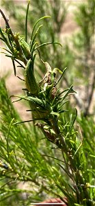 cheeseweed burrobrush (Ambrosia monogyra)
