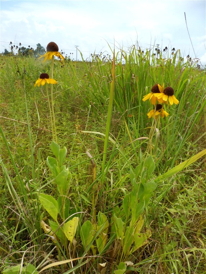 Rudbeckia grandiflora, high quality prairie remnant. Towns Prairie west of De Valls Bluff, Prairie  County, Arkansas.