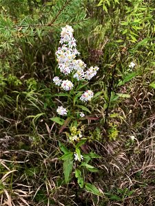 Arrow-leaved Aster (Symphyotrichum urophyllum)