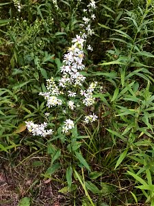 Arrow-leaved Aster (Symphyotrichum urophyllum)