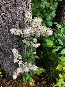 Arrow-leaved Aster (Symphyotrichum urophyllum)