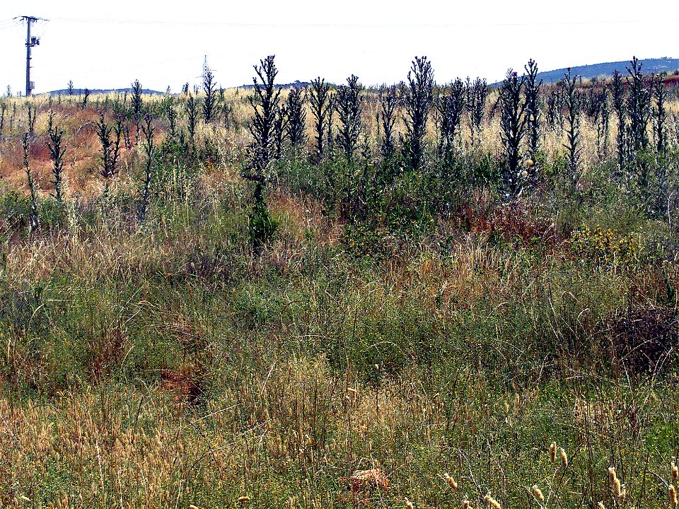 Onopordum nervosum habitat, Campo de Calatrava, Spain