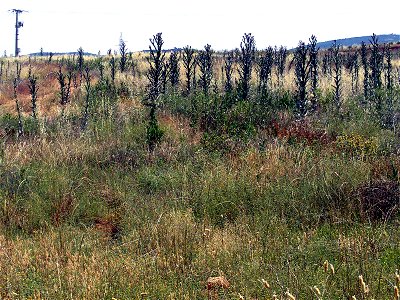 Onopordum nervosum habitat, Campo de Calatrava, Spain