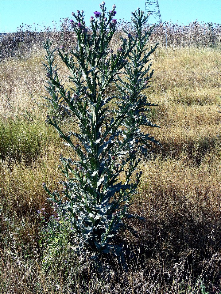 Onopordum nervosum habitus, Campo de Calatrava, Spain